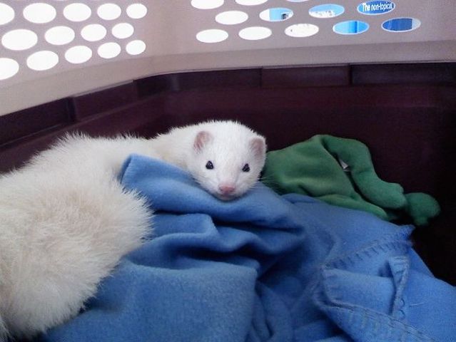 These funny animals (55 pics)