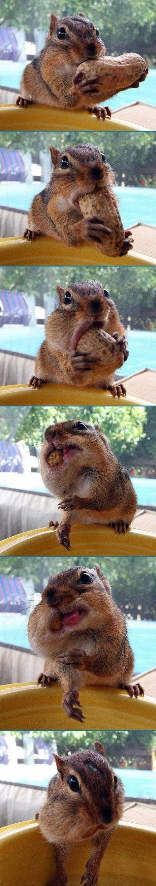 These funny animals (55 pics)