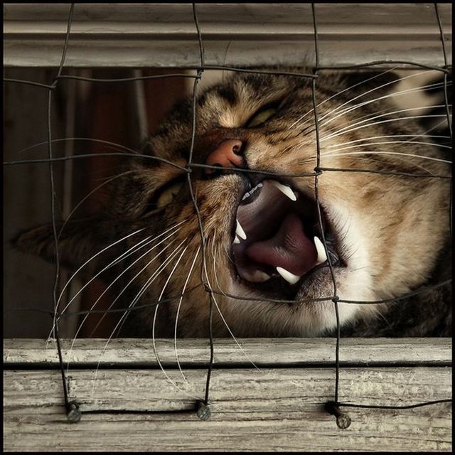 These funny animals (55 pics)