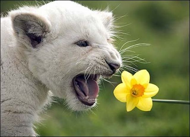 These funny animals (55 pics)