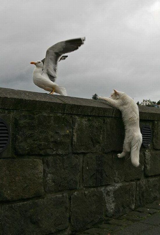 These funny animals (55 pics)