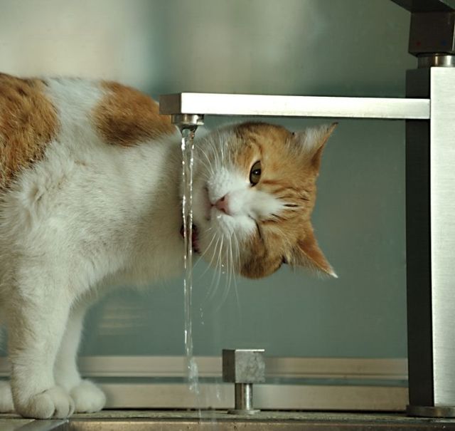 These funny animals (55 pics)