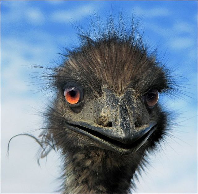 These funny animals (55 pics)