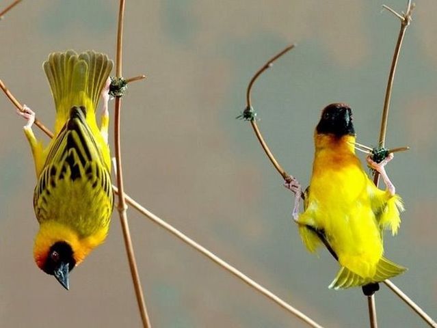These funny animals (55 pics)