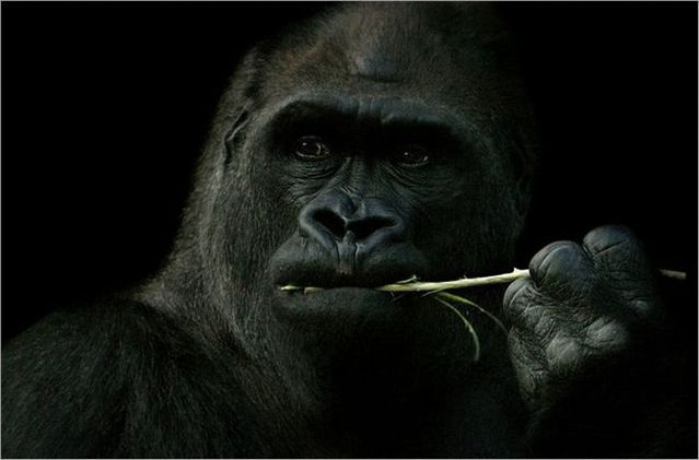 These funny animals (55 pics)