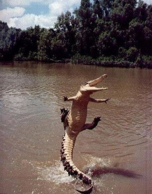 These funny animals  55 pics
