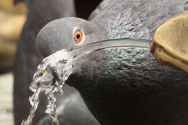 These funny animals (55 pics)