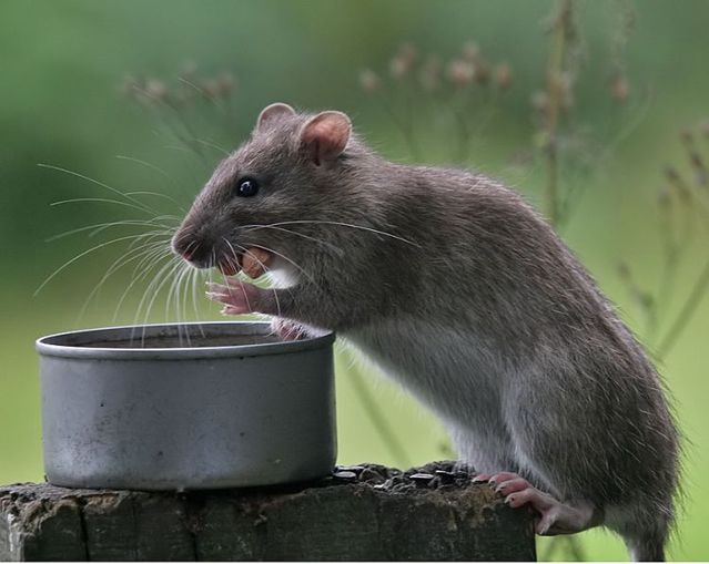 These funny animals (55 pics)