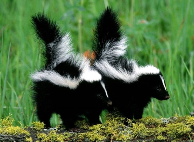 These funny animals (55 pics)