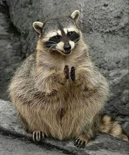 These funny animals (55 pics)