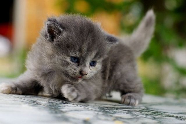 These funny animals (55 pics)