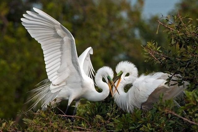 These funny animals (55 pics)