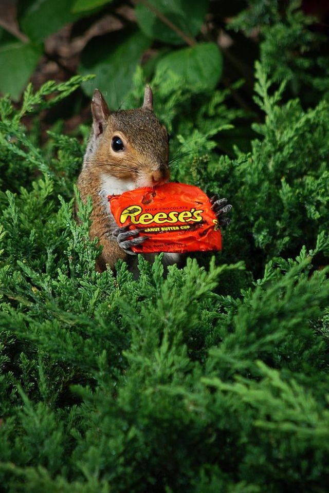 These funny animals (55 pics)