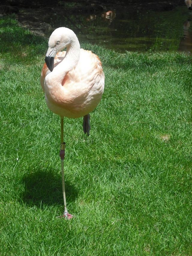 These funny animals (55 pics)