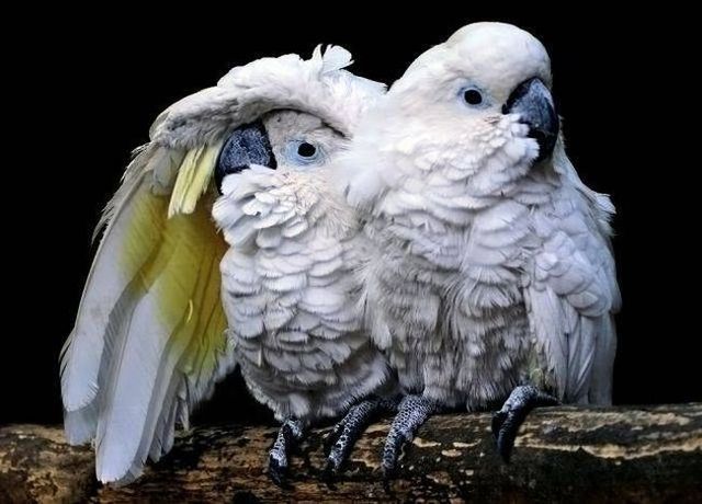 These funny animals (55 pics)