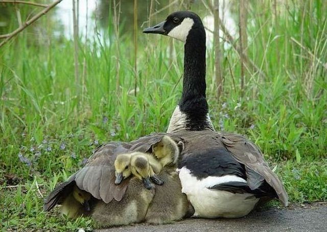 These funny animals (55 pics)
