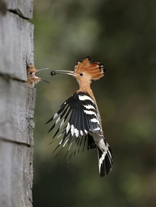 These funny animals (55 pics)