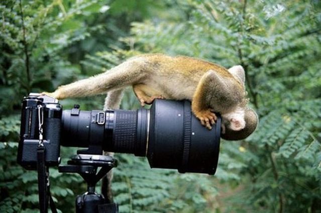 These funny animals (55 pics)