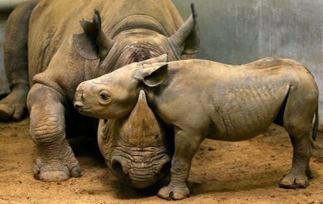 These funny animals (55 pics)