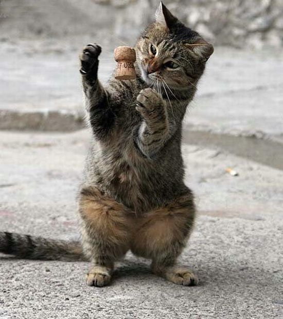 These funny animals (55 pics)