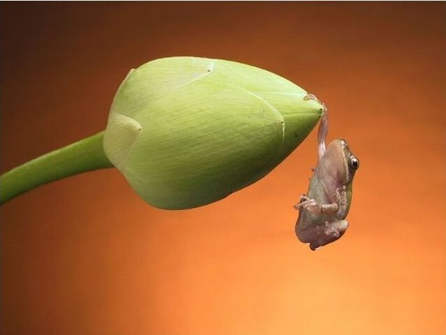 These funny animals (55 pics)
