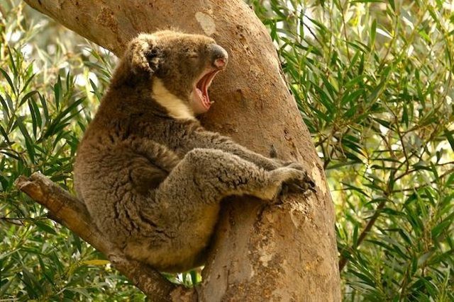 These funny animals (55 pics)