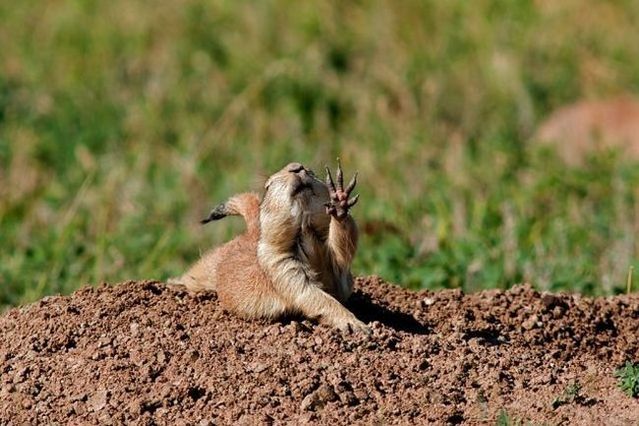 These funny animals (55 pics)