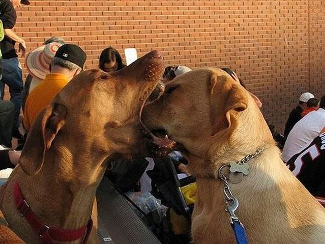 These funny animals (55 pics)
