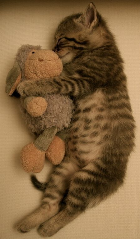 These funny animals (55 pics)