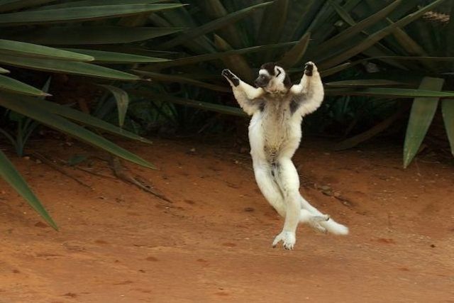 These funny animals (55 pics)