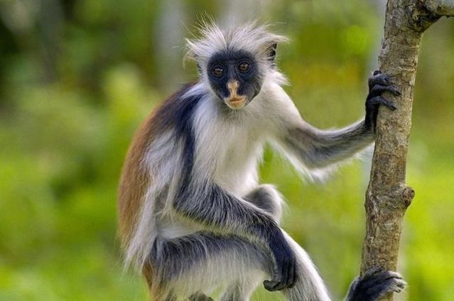 These funny animals (55 pics)