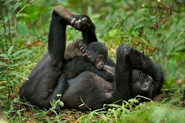 These funny animals (55 pics)