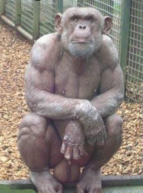 These funny animals (55 pics)