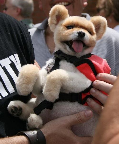 These funny animals (55 pics)