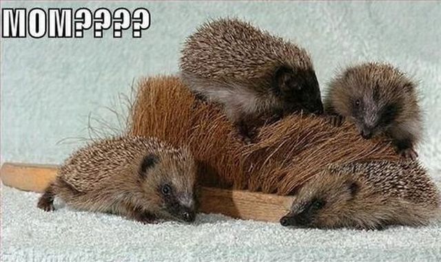 These funny animals (55 pics)