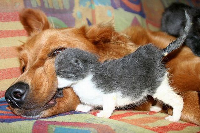 These funny animals (55 pics)