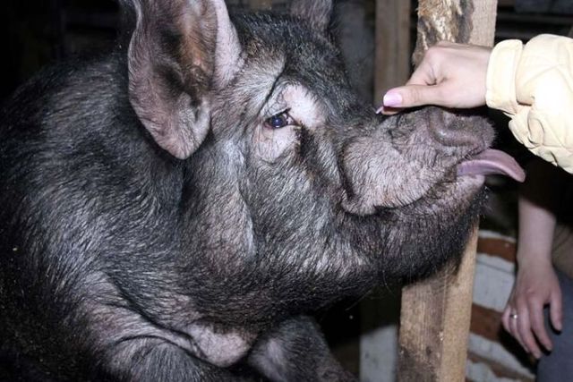 These funny animals (55 pics)