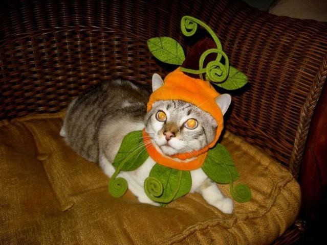 These funny animals (55 pics)