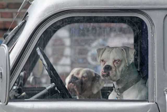 These funny animals (55 pics)