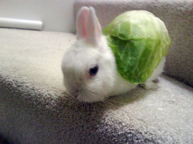 These funny animals (55 pics)