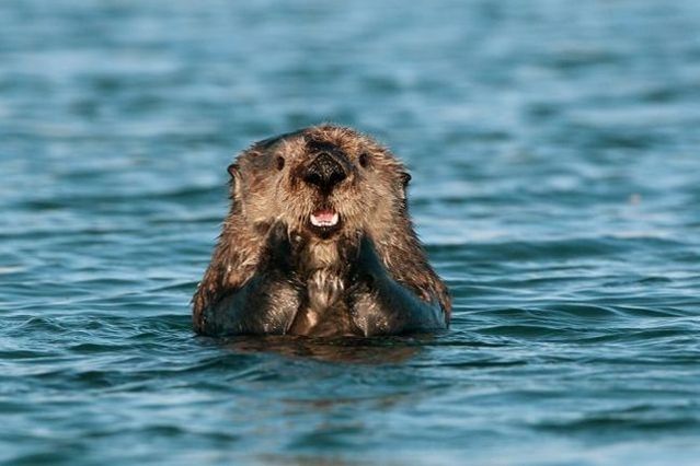 These funny animals (55 pics)