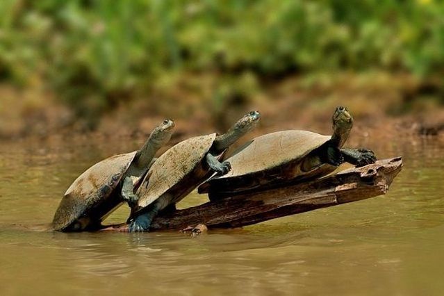 These funny animals (55 pics)