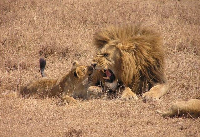 These funny animals (55 pics)