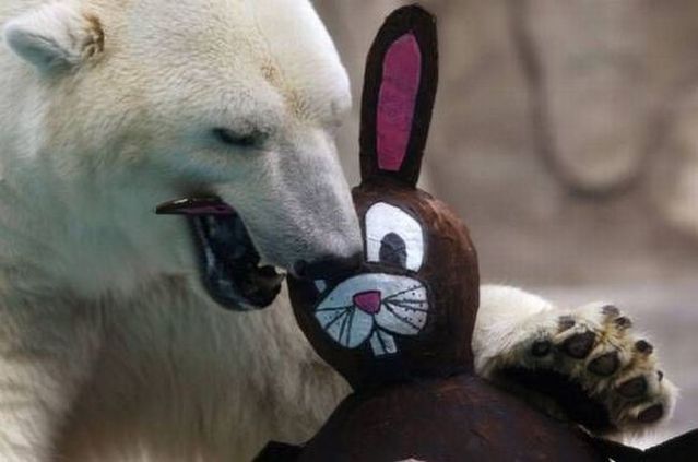 These funny animals (55 pics)