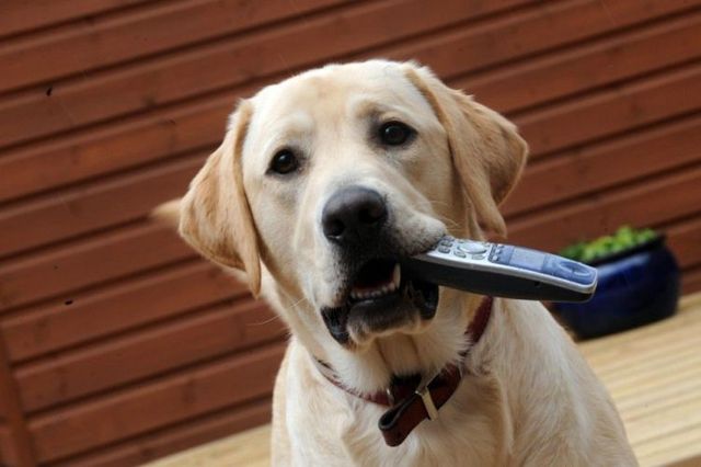 These funny animals (55 pics)