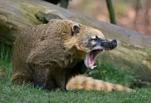 These funny animals (55 pics)