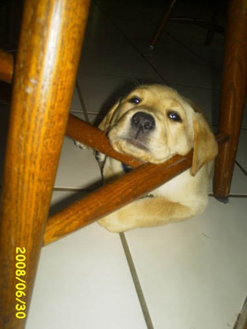 These funny animals (55 pics)