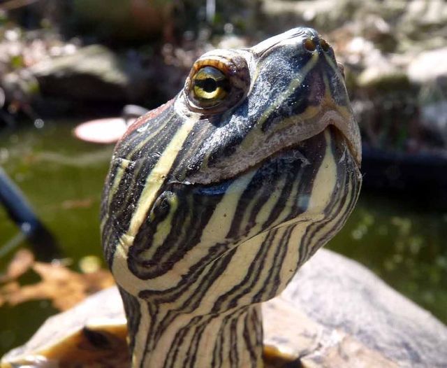 These funny animals (55 pics)