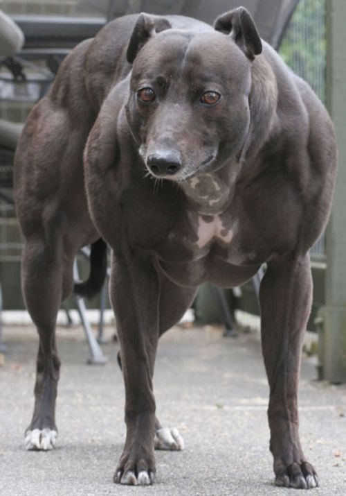 These funny animals (55 pics)