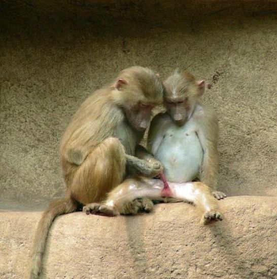 These funny animals (45 pics)